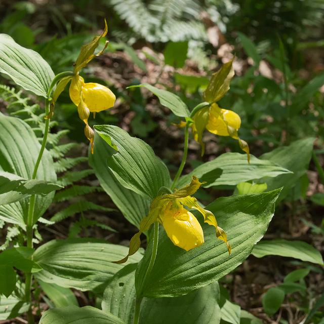 Cypripedium pubescens (Yellow Lady's-slipper Orchid)