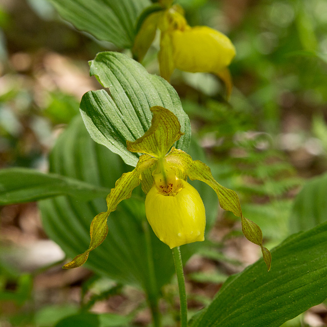 Cypripedium pubescens (Yellow Lady's-slipper Orchid)