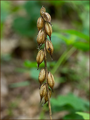 Aplectrum hyemale (Putty root Orchid)