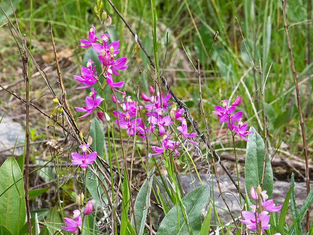 Calopogon tuberosus (Common Grass-Pink Orchid)