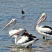 Trio of Pelicans at Altona Beach