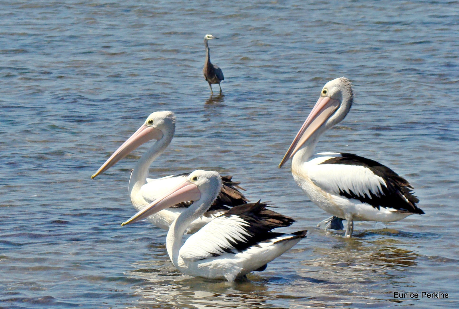 Trio of Pelicans at Altona Beach