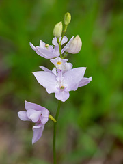 Calopogon tuberosus (Common Grass-Pink Orchid)