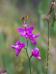 Calopogon tuberosus (Common Grass-Pink Orchid)