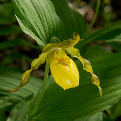 Cypripedium pubescens (Yellow Lady's-slipper Orchid)