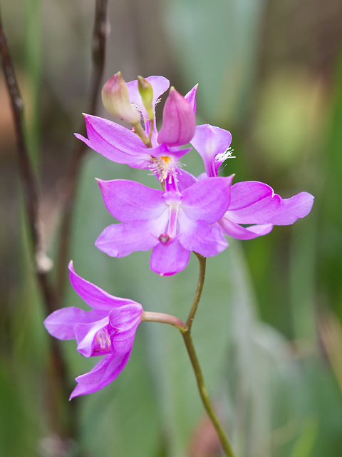 Calopogon tuberosus (Common Grass-Pink Orchid)