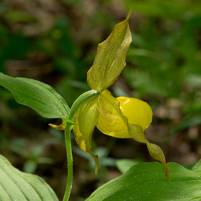 Cypripedium pubescens (Yellow Lady's-slipper Orchid)