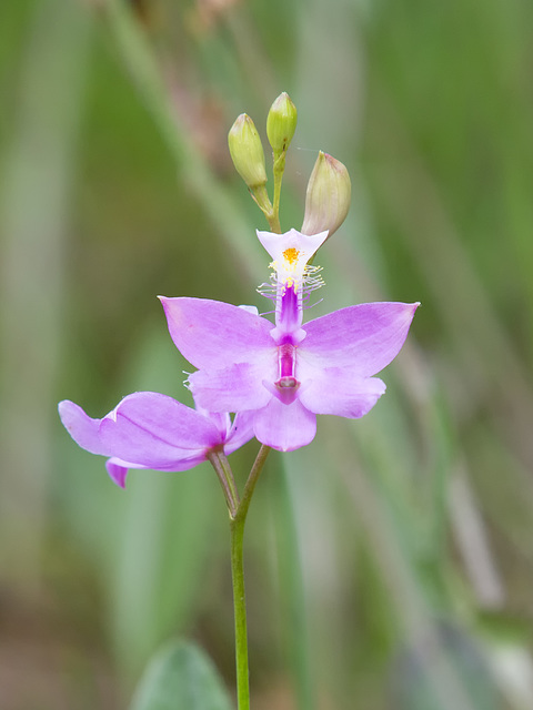 Calopogon tuberosus (Common Grass-Pink Orchid)