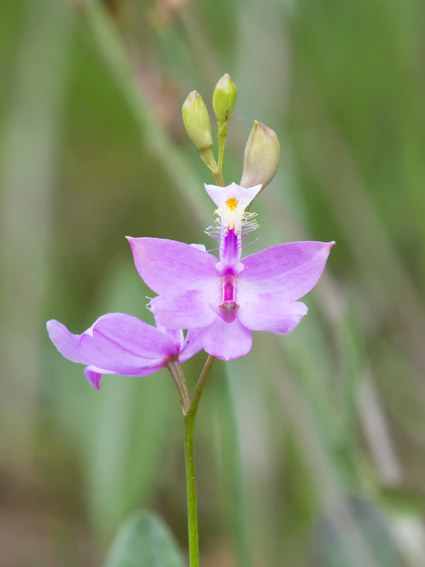 Calopogon tuberosus (Common Grass-Pink Orchid)