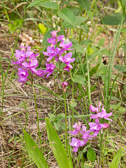 Calopogon tuberosus (Common Grass-Pink Orchid)