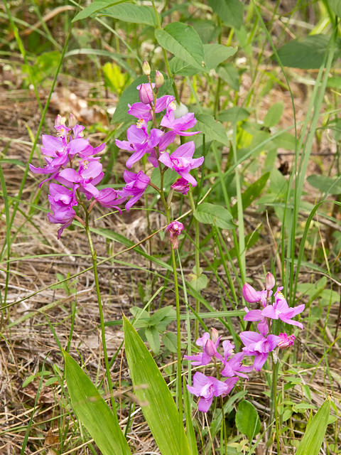 Calopogon tuberosus (Common Grass-Pink Orchid)