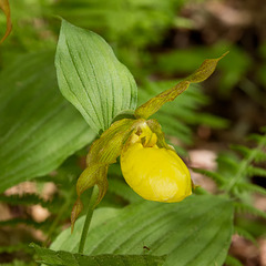 Cypripedium pubescens (Yellow Lady's-slipper Orchid)