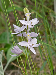 Calopogon tuberosus (Common Grass-Pink Orchid)