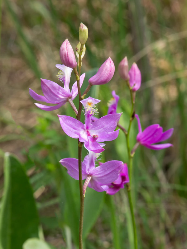 Calopogon tuberosus (Common Grass-Pink Orchid)