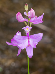 Calopogon tuberosus (Common Grass-Pink Orchid)