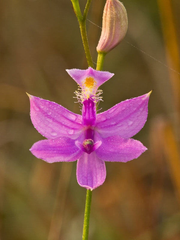 Calopogon tuberosus (Common Grass-Pink Orchid)