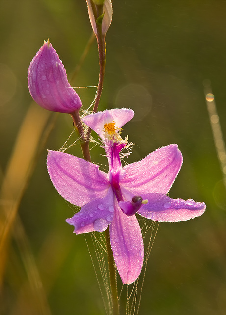 Calopogon tuberosus (Common Grass-Pink Orchid)