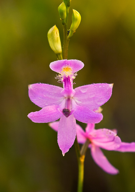 Calopogon tuberosus (Common Grass-Pink Orchid)