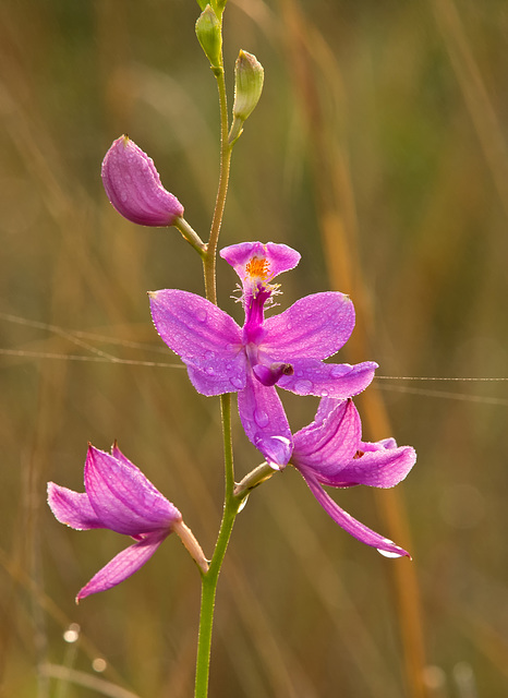 Calopogon tuberosus (Common Grass-Pink Orchid)