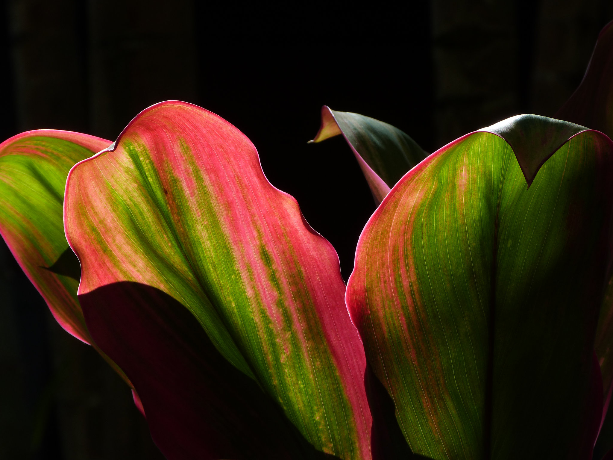 Tropical leaves