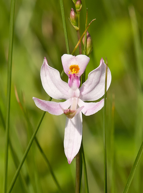 Calopogon pallidus (Pale Grass-Pink Orchid)