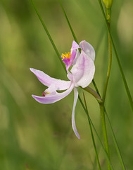Calopogon pallidus (Pale Grass-Pink Orchid)