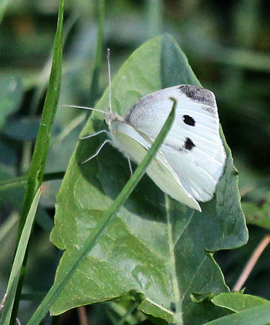 Großer Kohlweißling