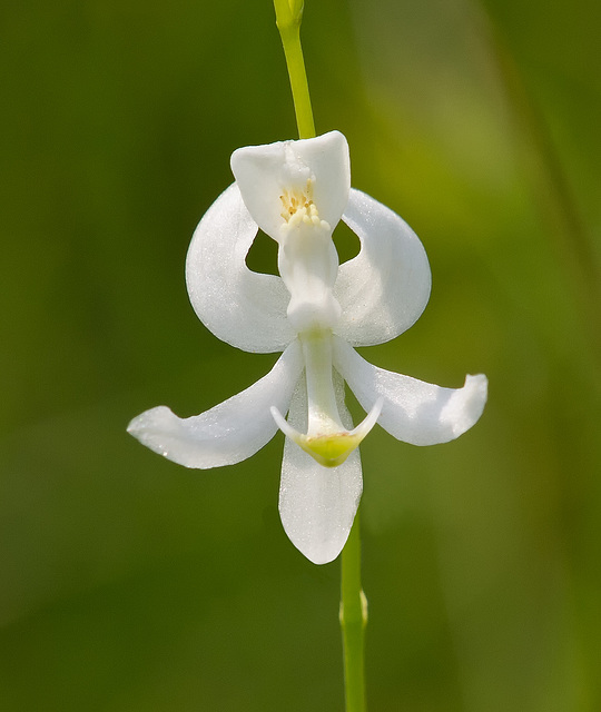 Calopogon pallidus (Pale Grass-Pink Orchid)