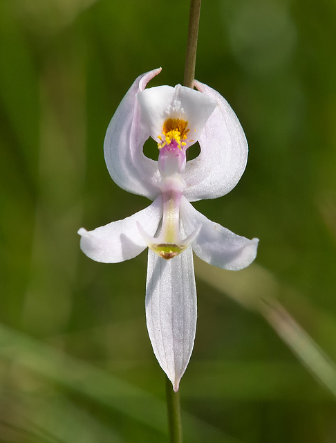 Calopogon pallidus (Pale Grass-Pink Orchid)