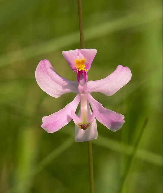 Calopogon pallidus (Pale Grass-Pink Orchid)