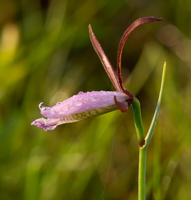 Cleistes divaricata (Large Spreading Pogonia or Rosebud Orchid)