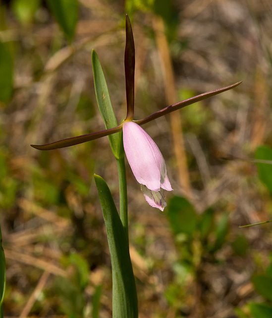 Cleistes divaricata (Large Spreading Pogonia or Rosebud Orchid)