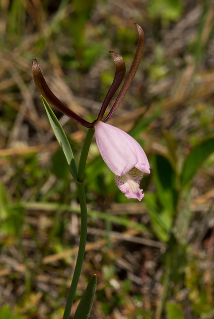 Cleistes divaricata (Large Spreading Pogonia or Rosebud Orchid)