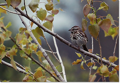 Red winged blackbird