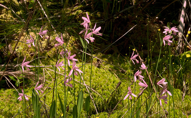 Pogonia ophioglossoides (Rose Pogonia Orchid)