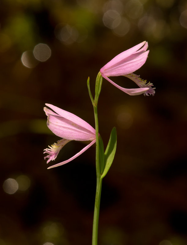 Pogonia ophioglossoides (Rose Pogonia Orchid)