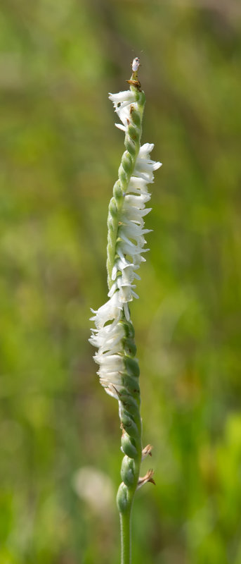 Spiranthes vernalis (Spring Ladies'-tresses Orchid)