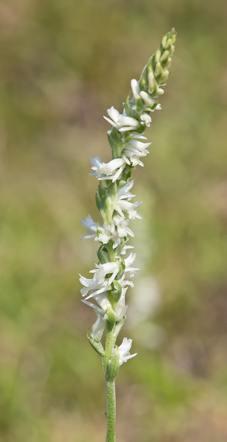 Spiranthes vernalis (Spring Ladies'-tresses Orchid)