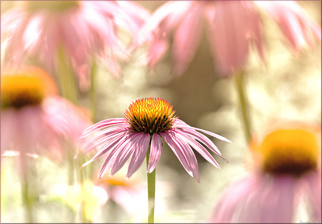 summerdreams.......in the morning °°°