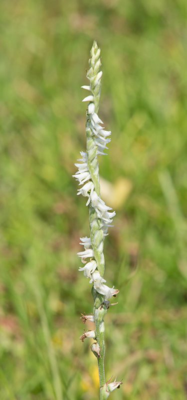 Spiranthes vernalis (Spring Ladies'-tresses Orchid)