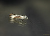 Ash Bud Moth