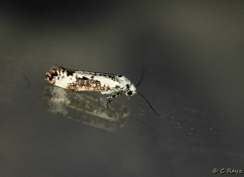 Ash Bud Moth