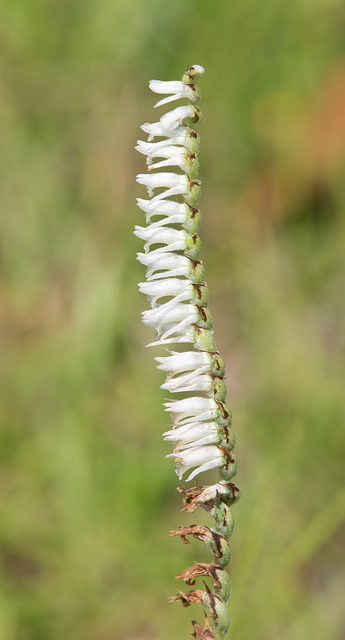 Spiranthes vernalis (Spring Ladies'-tresses Orchid) Spiranthes vernalis (Spring Ladies'-tresses Orchid)