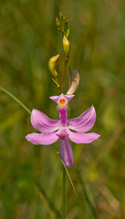 Calopogon tuberosus (Common Grass-Pink Orchid) Calopogon tuberosus (Common Grass-Pink Orchid)