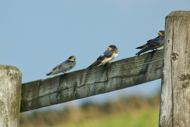 Swallows waiting for even more to eat