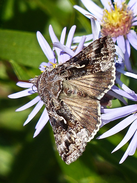 Alfalfa Looper, Autographa californica