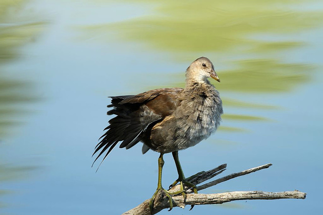 Poule d'eau juvénile