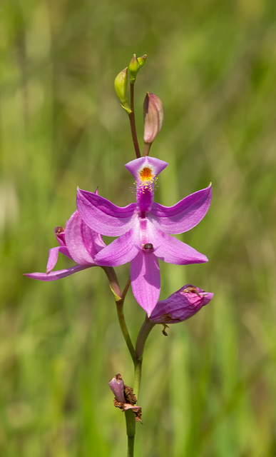 Calopogon tuberosus (Common Grass-Pink Orchid)