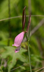 Cleistes divaricata (Large Spreading Pogonia Orchid)