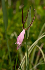Cleistes divaricata (Large Spreading Pogonia Orchid)